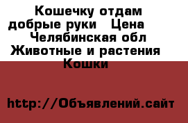 Кошечку отдам  добрые руки › Цена ­ 0 - Челябинская обл. Животные и растения » Кошки   